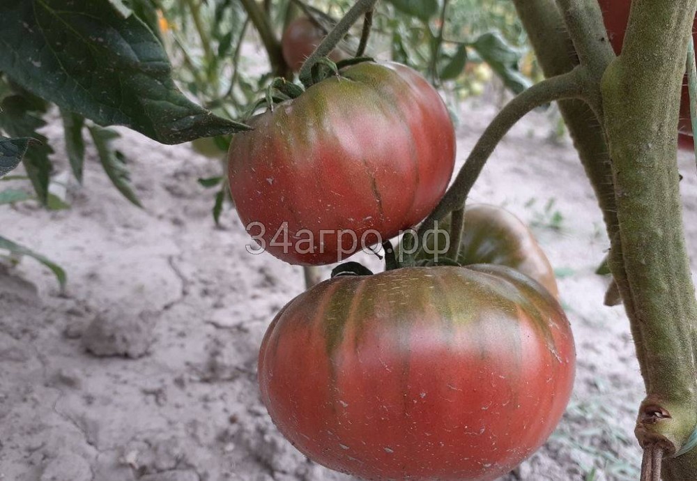 Томат Кубанский Смуглый 50 гр.