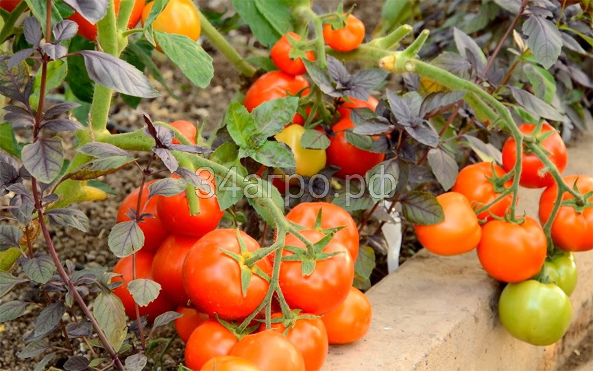 Томат Санька 20 гр.