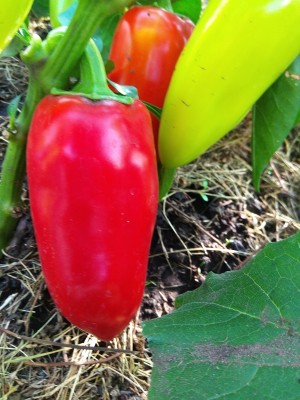 Перец Ласточка 20 гр.