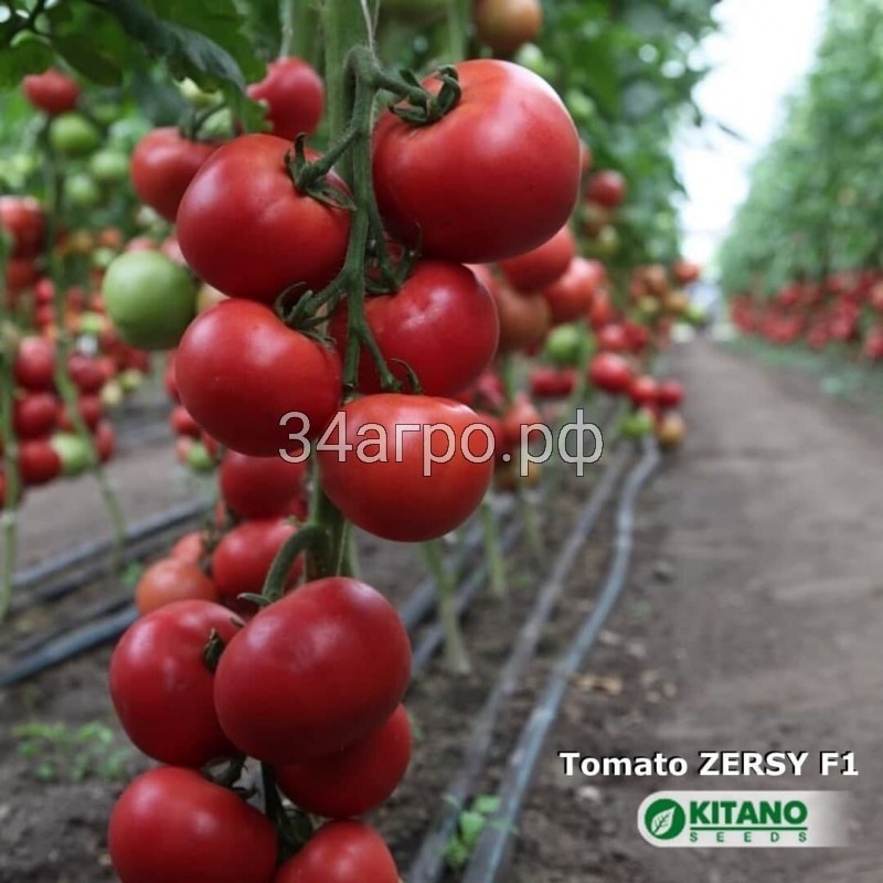 Томат Зерси (Кибо) F1 50 семян