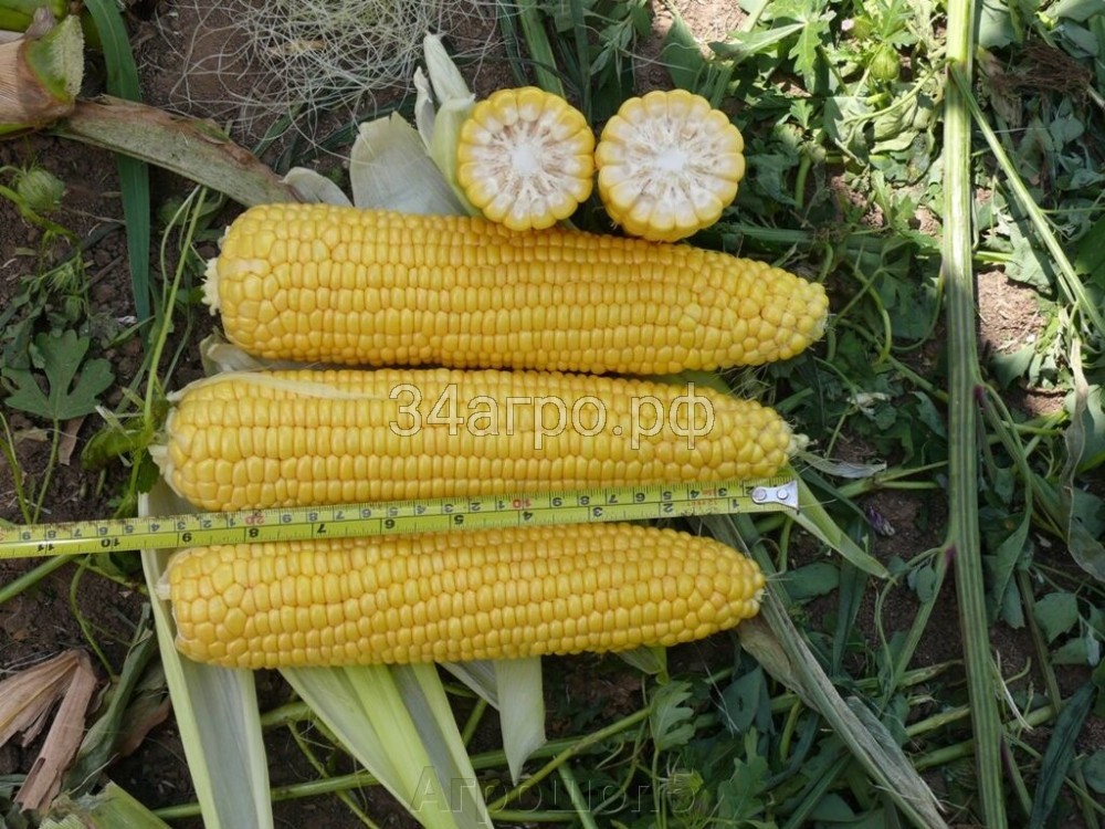 Кукуруза Добрыня F1 100 семян