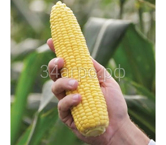 Кукуруза Турбин F1 100 семян