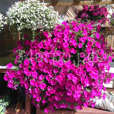 Петуния ампельная Тайдал Вейв Парпл 10 драже