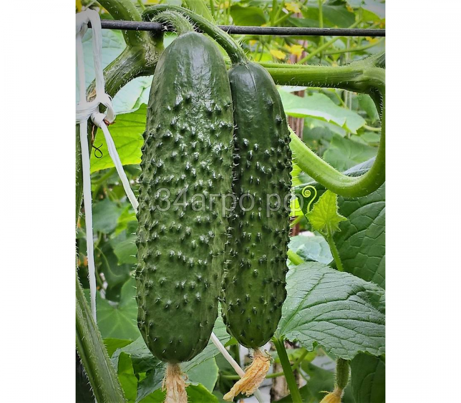 Огурец Северин F1 100 семян