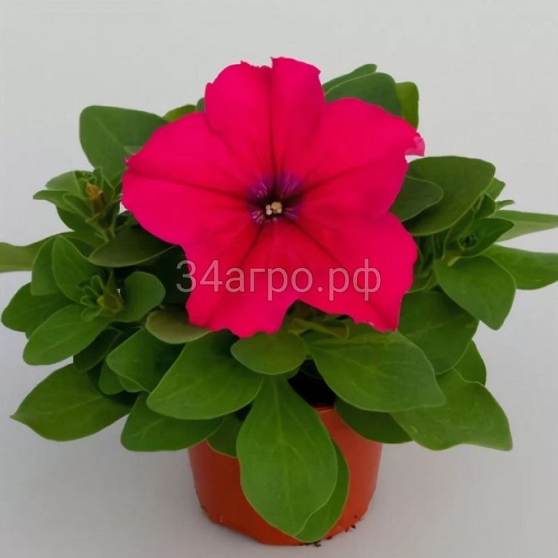 Петуния грандифлора Эспрессо Грандэ Дип Роуз 100 драже