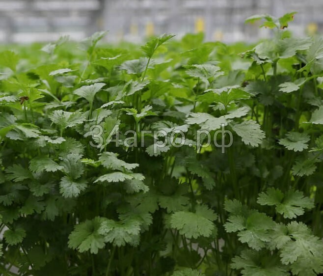 Кориандр Такиде