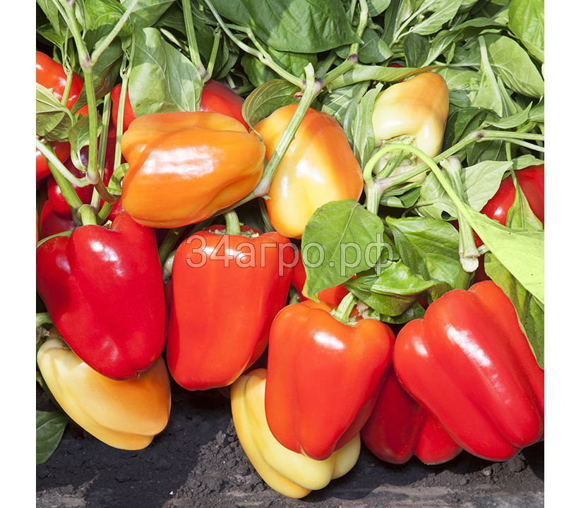 Перец сладкий Термилан (KS 3115 ) F1 50 семян