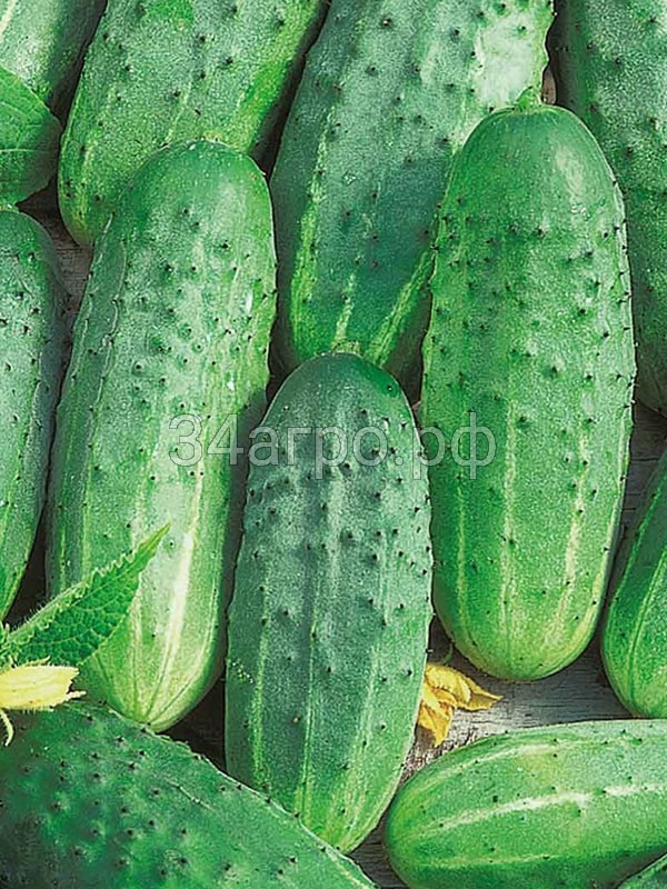 Огурец Хабар 20 гр