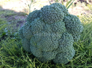 Капуста брокколи Партенон F1 50 семян