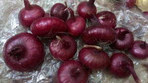 Лук Ялтинский красный 10 гр.