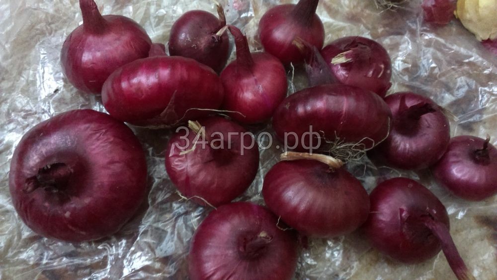 Лук Ялтинский красный 10 гр.