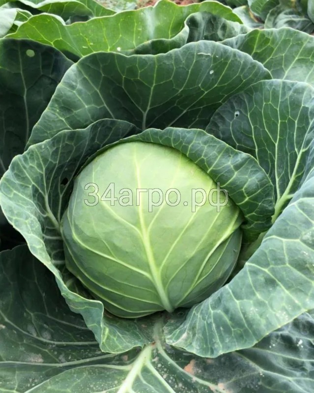Капуста белокачанная Эврика F1 100 семян