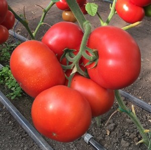 Томат Рестлер F1 25 семян