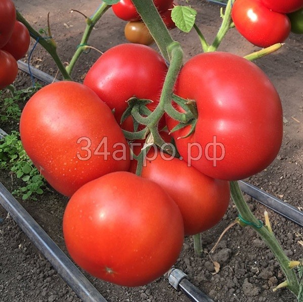 Томат Рестлер F1 10 семян