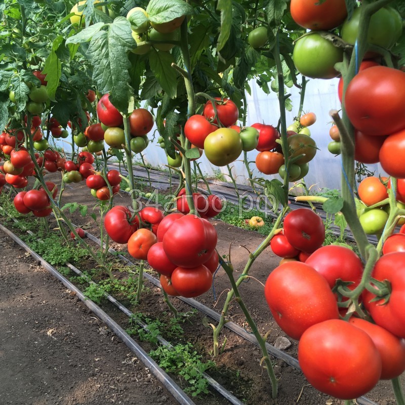 Томат Рестлер F1 10 семян