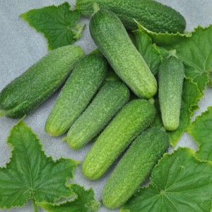 Огурец Агростарт F1 100 семян