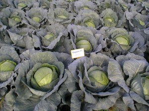 Капуста белокочанная Мегатон F1 250 семян