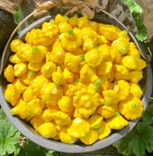 Патиссон Грошик 20 грамм