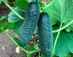 Огурец Ирлэнд F1 25 семян копия