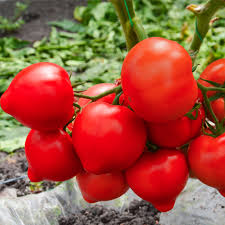 Томат Агилис F1 100 семян ENZA ZADEN