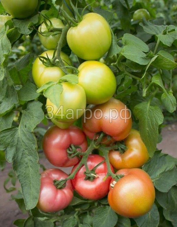 Томат Такадо (Асано) (KS 38) F1 50 семян