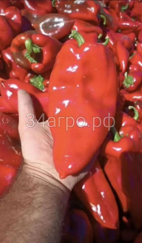 Перец Слоновье Ухо 1гр